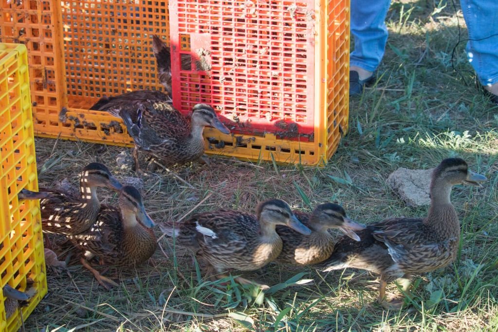 В Веселовском районе выпустили 400 особей утки-кряквы
