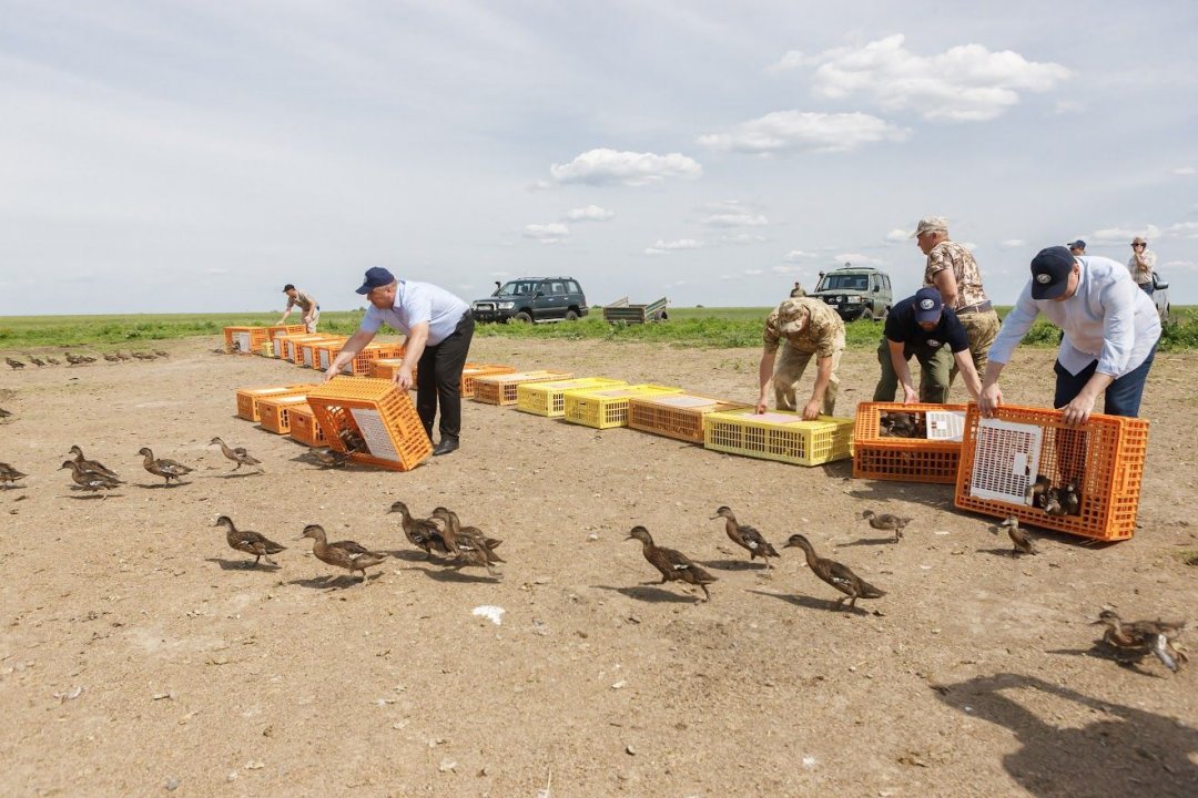 Еще тысячу уток-крякв выпустили в акваторию Веселовского водохранилища