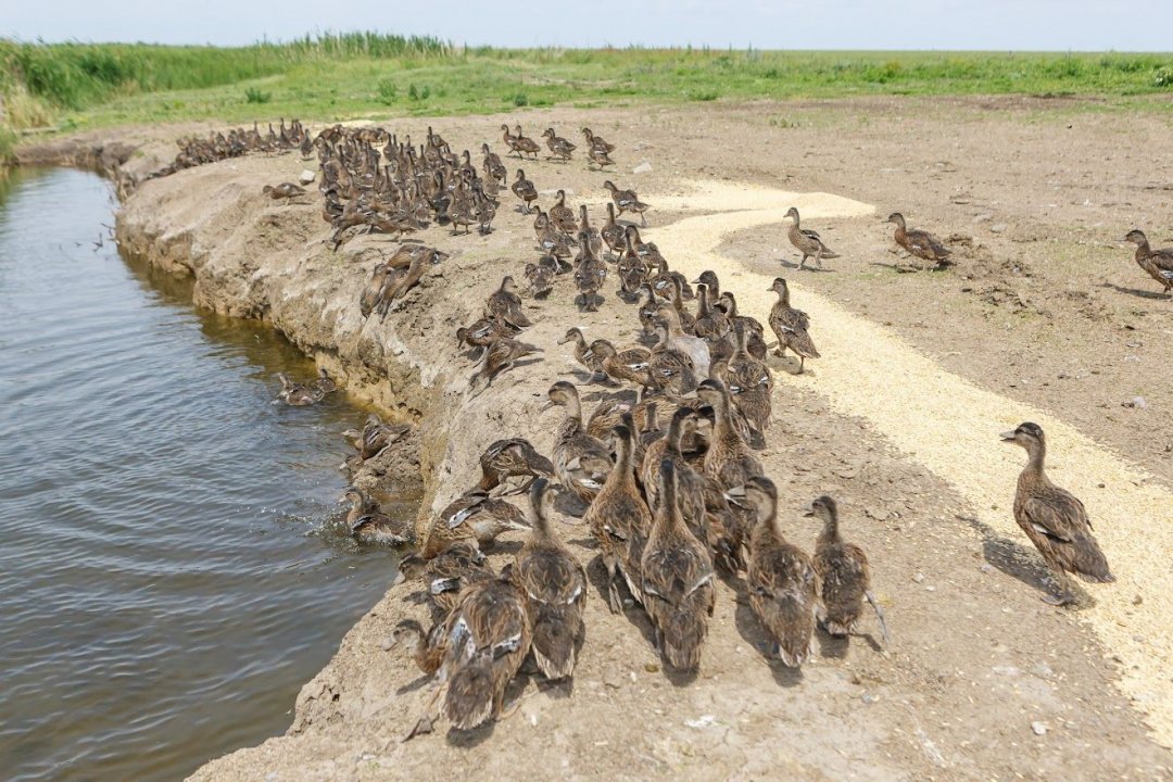 Еще тысячу уток-крякв выпустили в акваторию Веселовского водохранилища